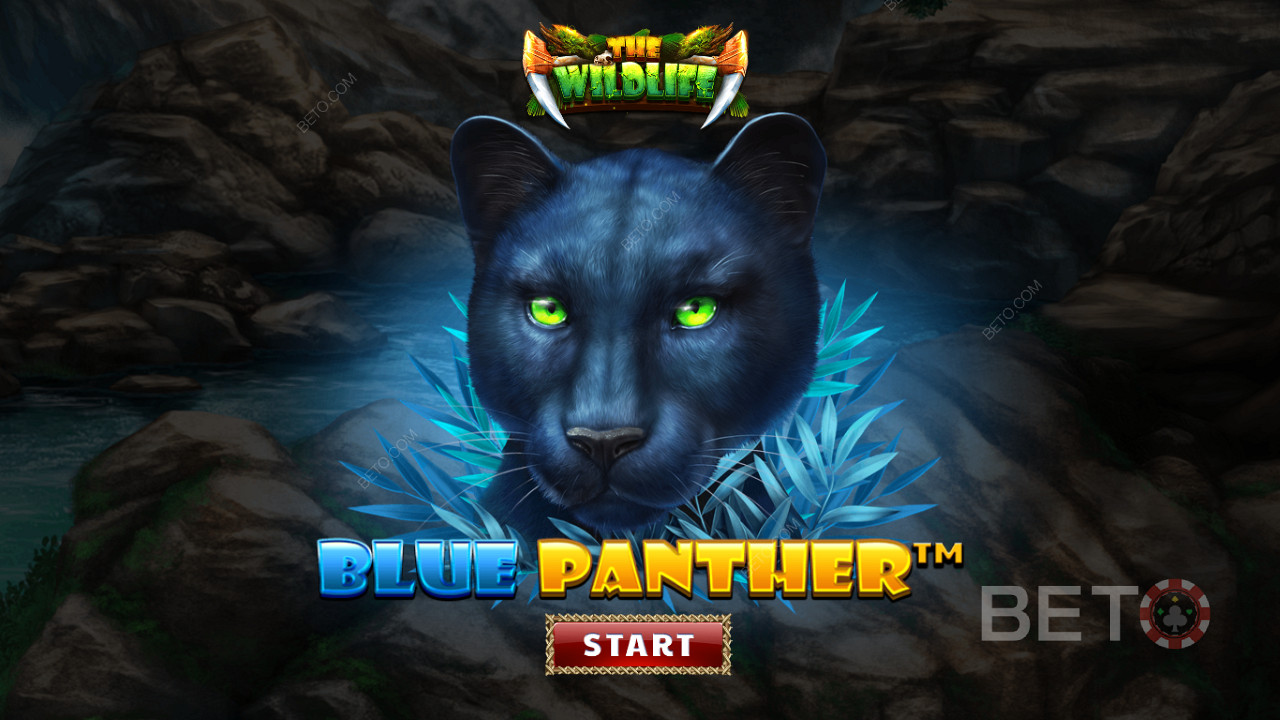 Parcourez la jungle parmi les bêtes nocturnes de la machine à sous Blue Panther.